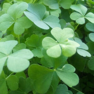 Hii :P , I'm luvwon a 15 y/o editor from the PH, and i use capcut! my mbti is ENTP and I'm born under the sign of scorpio. I usually post on my editing acc on tiktok but I also have a tutorial yt acc :D